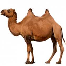 Wild Bactrian Camel